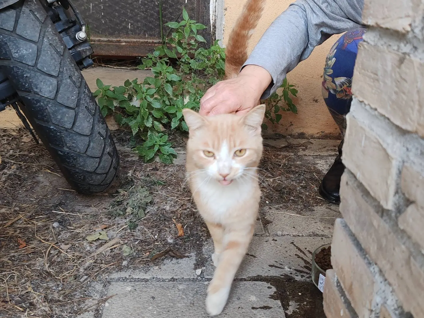 Vuoi adottare un gatto a Roma?
