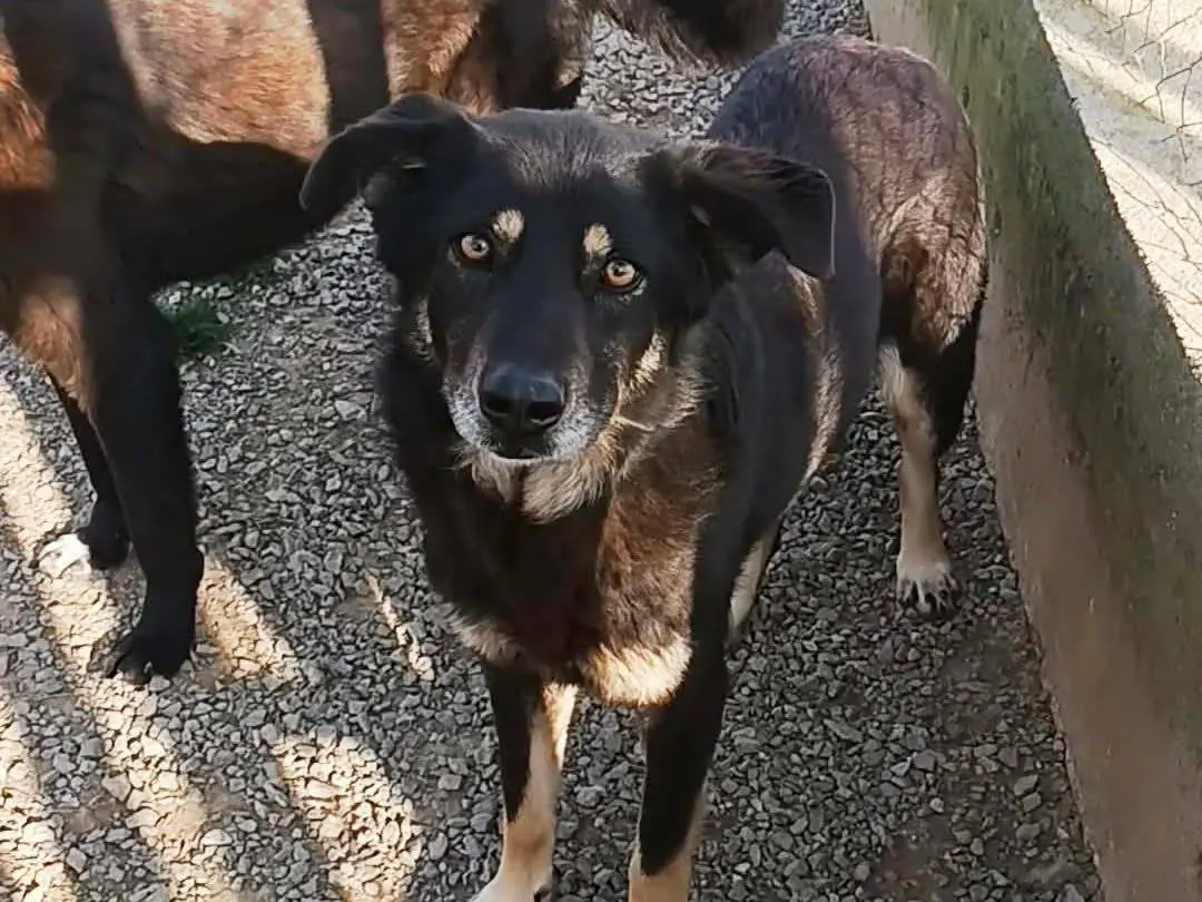 Foto 1 dell'animale