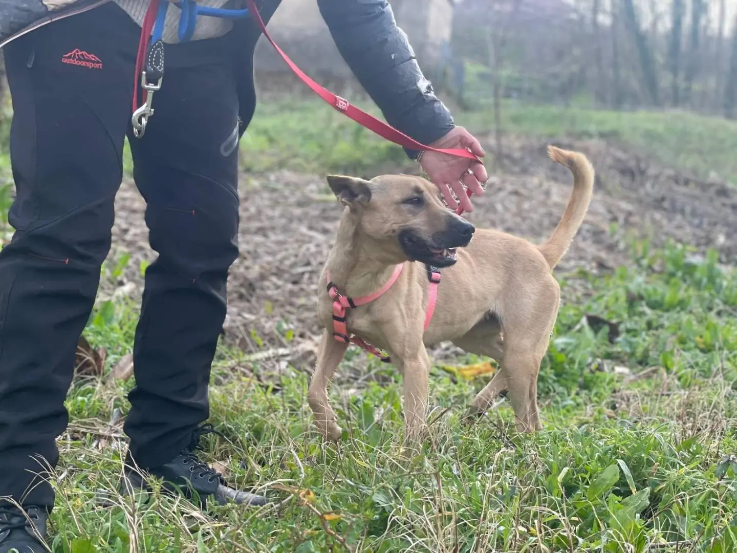 Adotta un cane, taglia media contenuta, femmina, Salerno