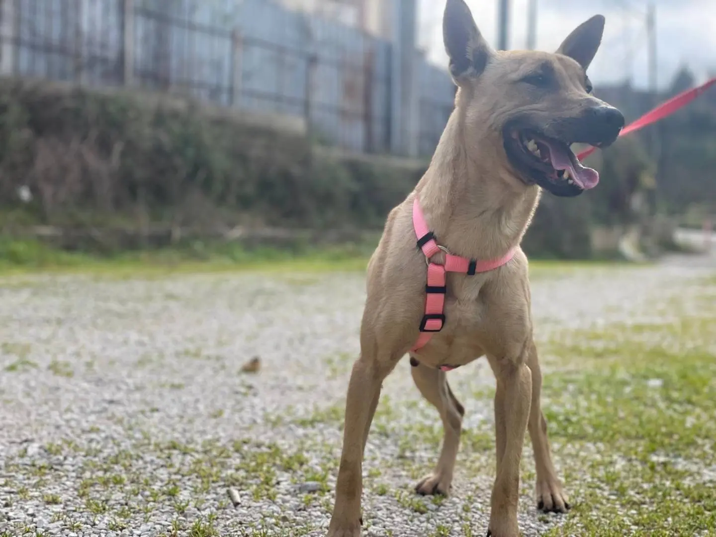 Adotta un cane, femmina, 7 anni e 5 mesi, Salerno
