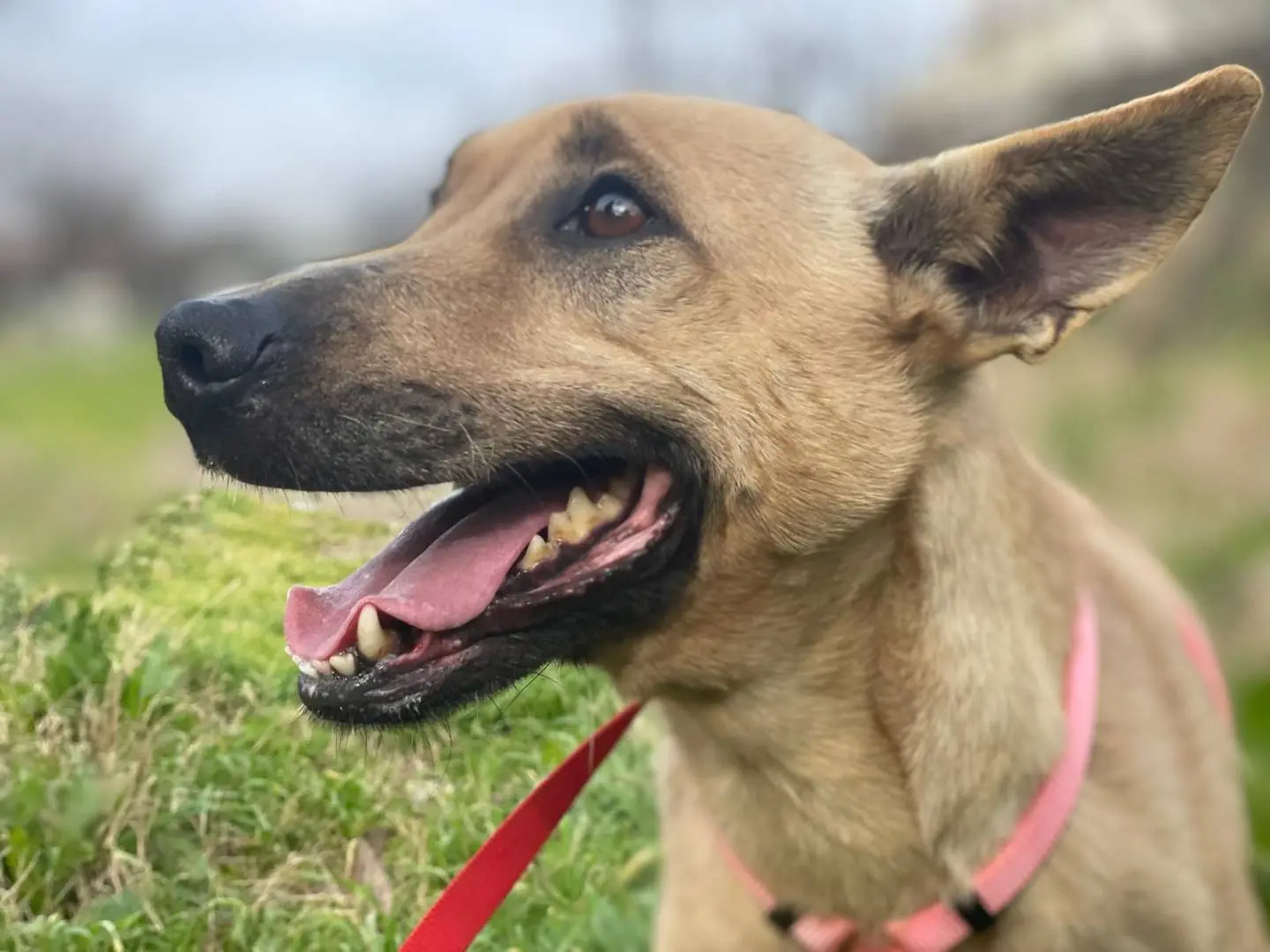 Adozione cane, femmina, Razza sconosciuta Razza sconosciuta, 7 anni e 5 mesi, taglia media contenuta, Salerno
