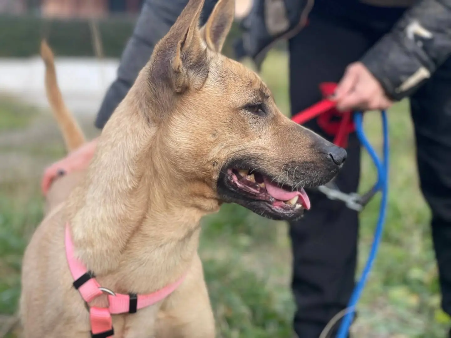Vuoi adottare un cane a Salerno?