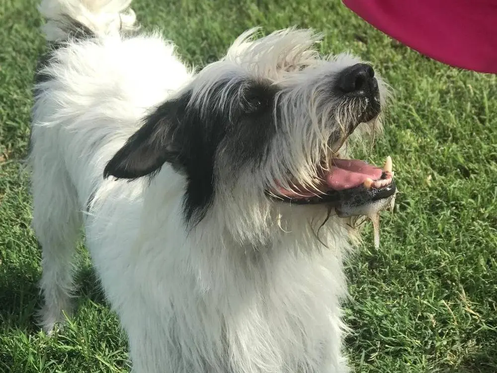 Vuoi adottare un cane a Latina?