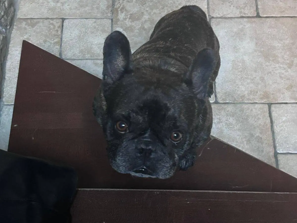Adotta un cane, maschio, 5 anni e 9 mesi, Bari