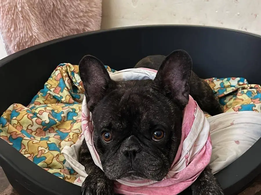 Adotta il cane King a Bari