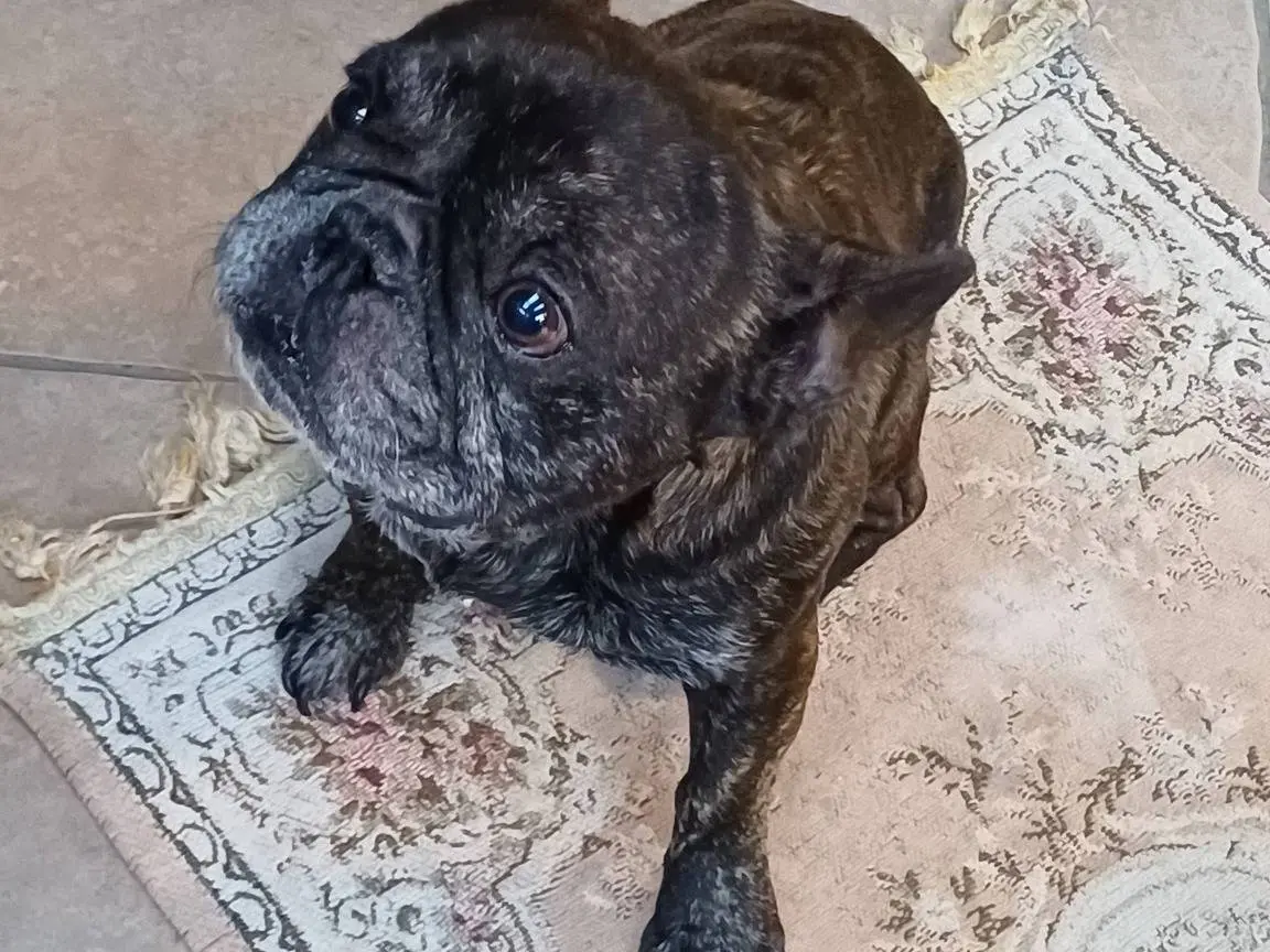 Adotta un cane, taglia piccola, maschio, Bari