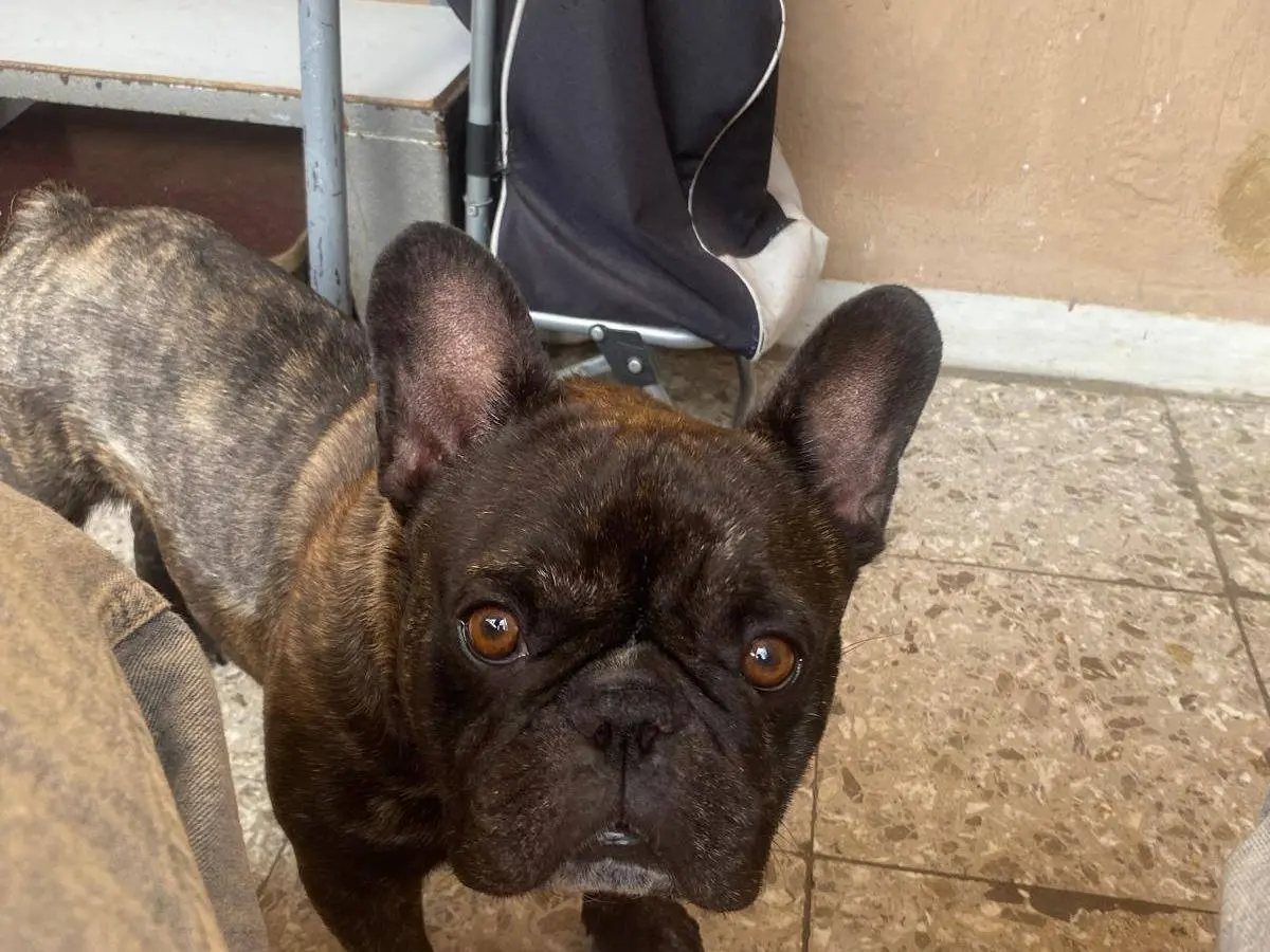 Adozione cane, maschio, Bulldog francese Razza sconosciuta, 5 anni e 9 mesi, taglia piccola, Bari