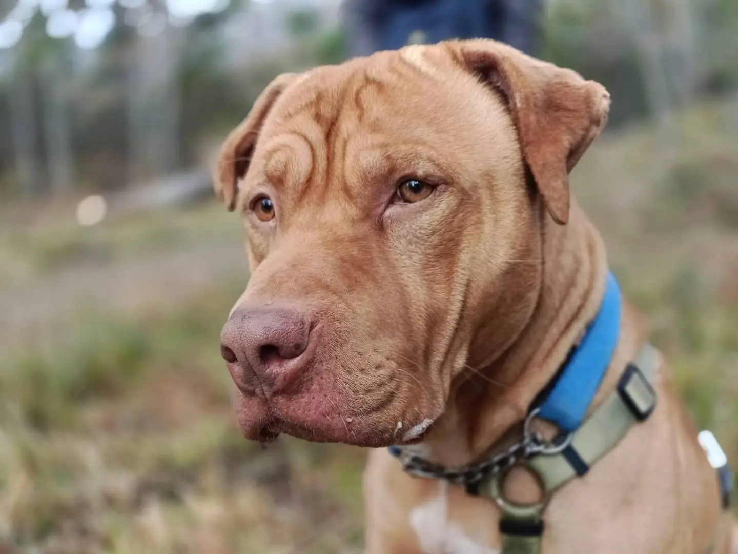 Adozione cane, maschio, Razza sconosciuta Razza sconosciuta, 4 anni e 11 mesi, taglia grande, Genova