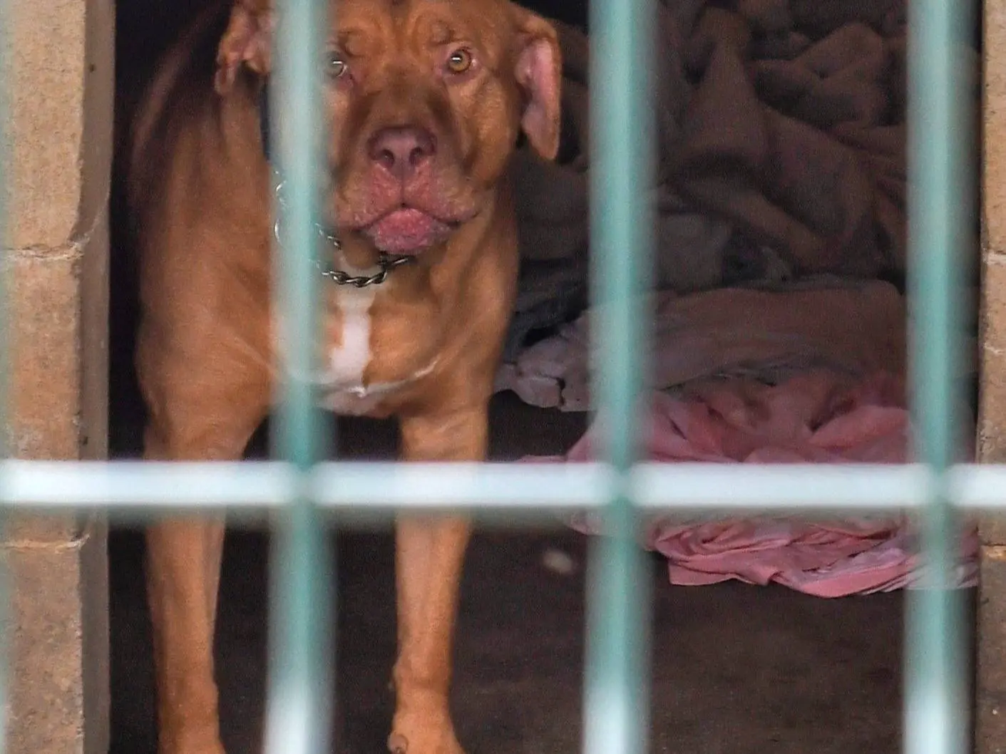 Vuoi adottare un cane a Genova?