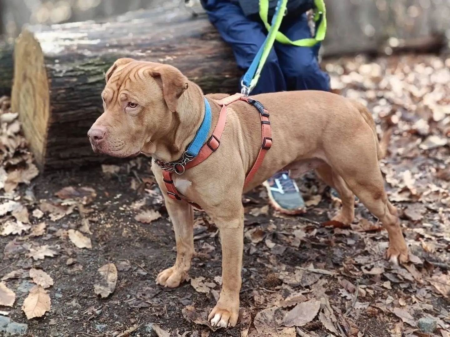 Adotta un cane, maschio, 4 anni e 11 mesi, Genova