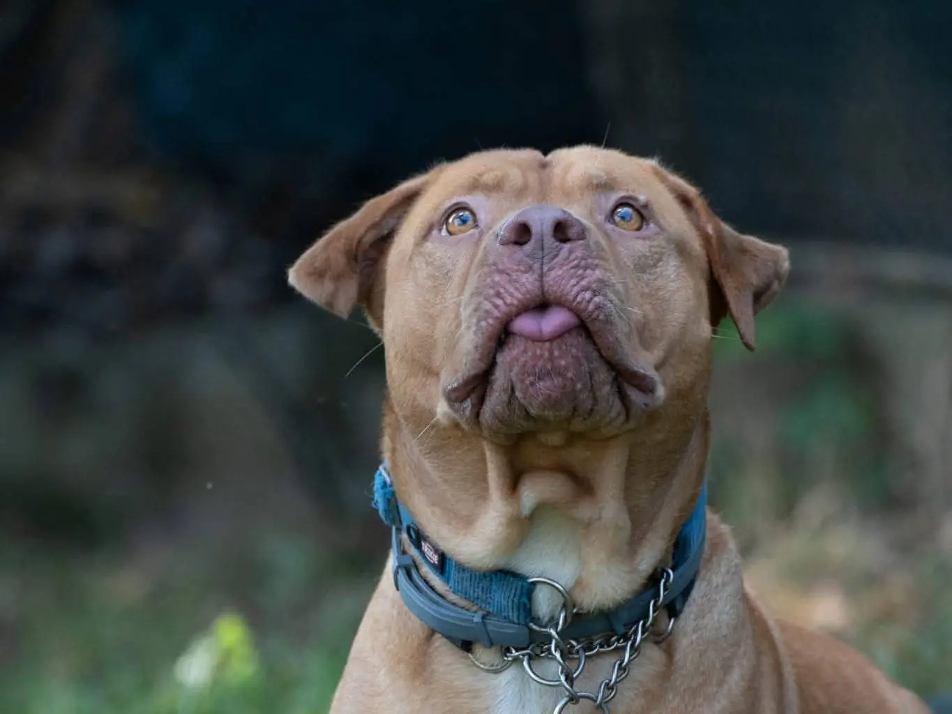 Adotta un cane, taglia grande, maschio, Genova
