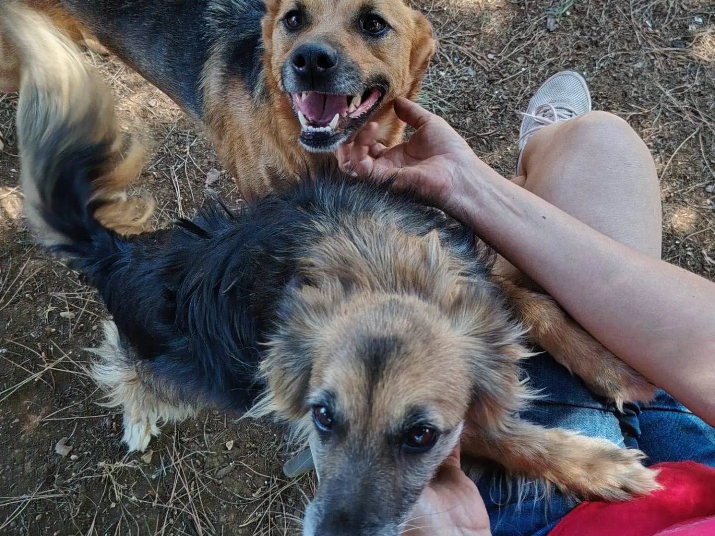 Adotta un cane, maschio, 6 anni e 6 mesi, Roma