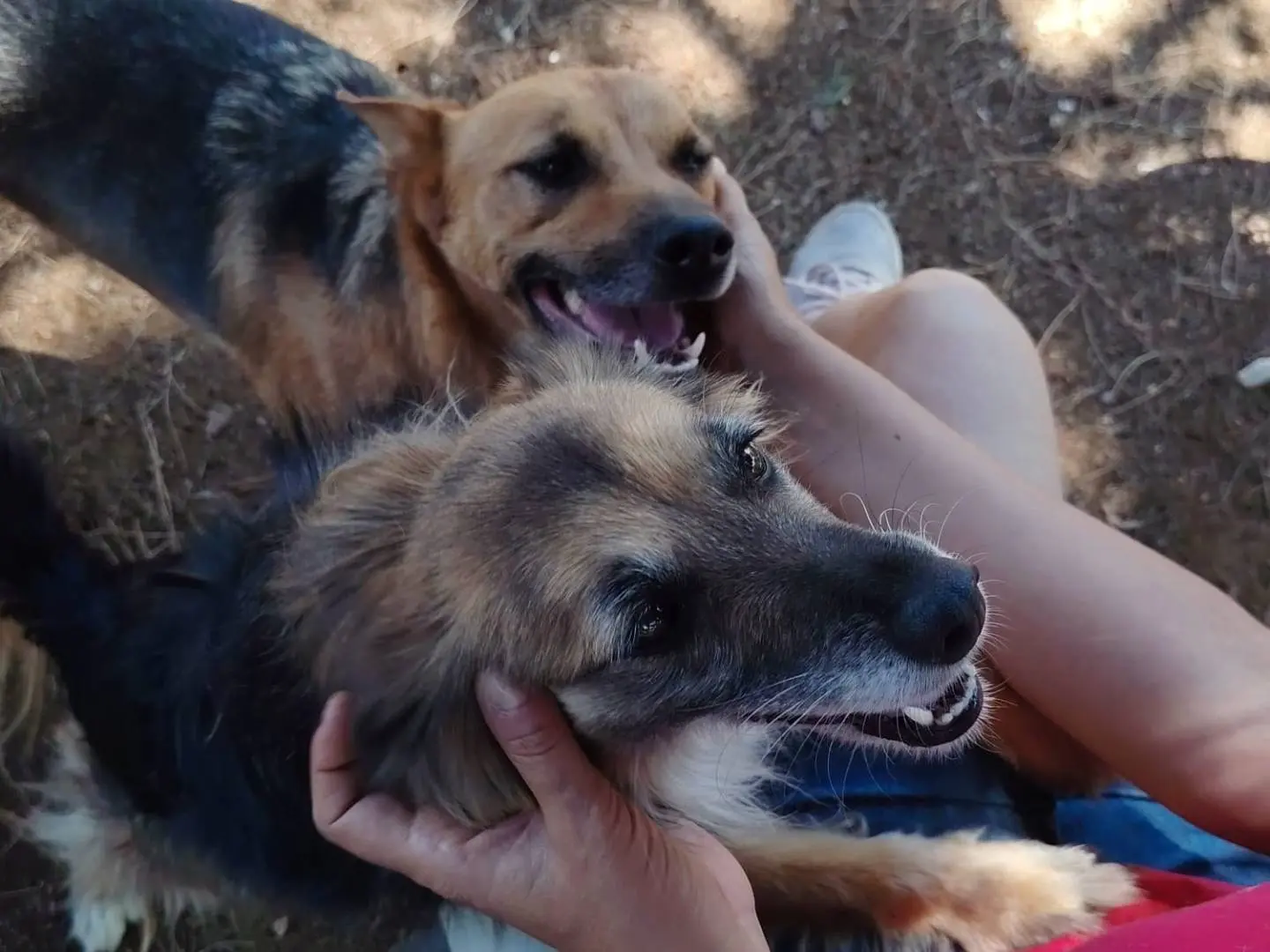 Adotta un cane, taglia piccola, maschio, Roma