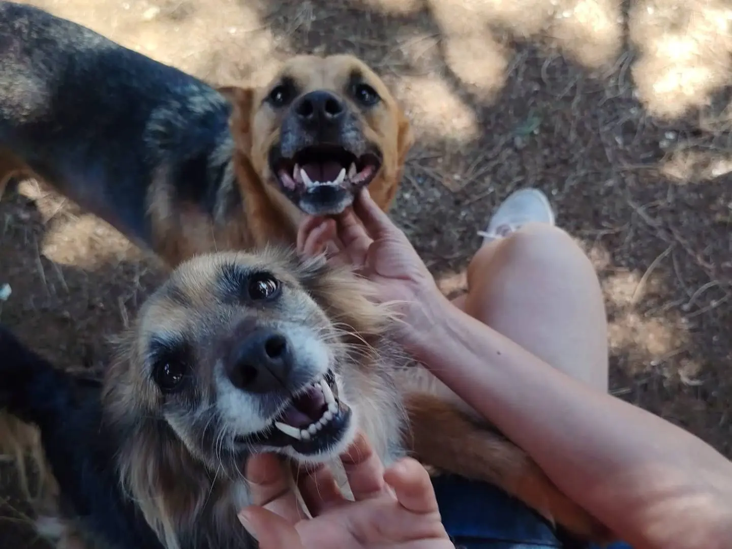 Adozione cane, maschio, Razza sconosciuta Razza sconosciuta, 6 anni e 6 mesi, taglia piccola, Roma