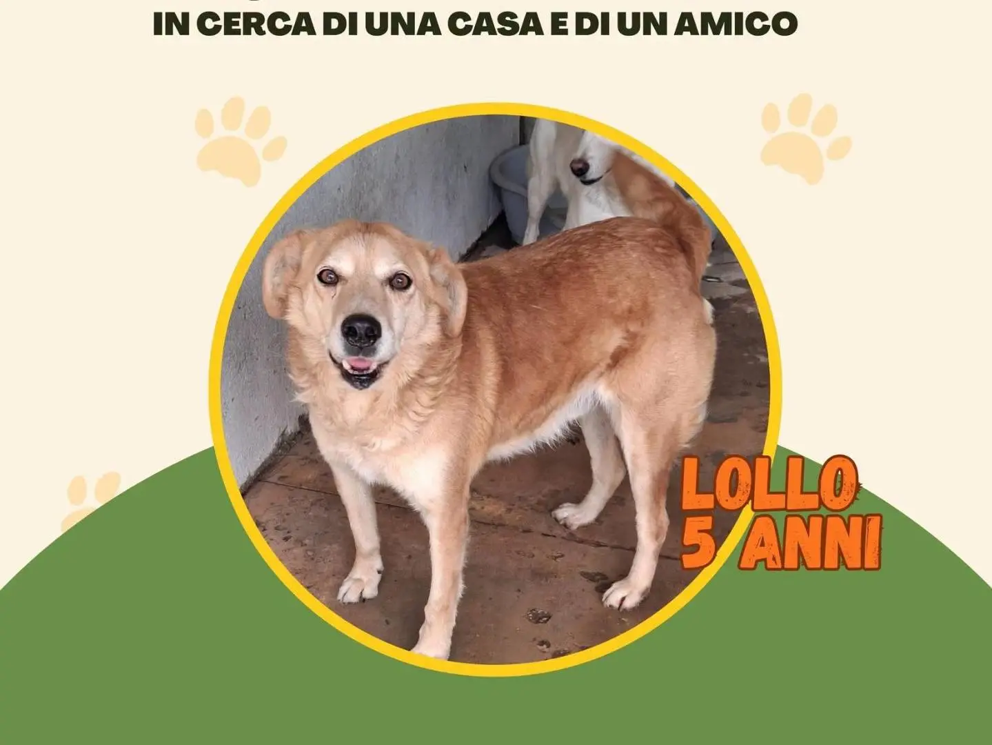 Adozione cane, maschio, Razza sconosciuta Razza sconosciuta, 5 anni e 2 mesi, taglia media, Vibo