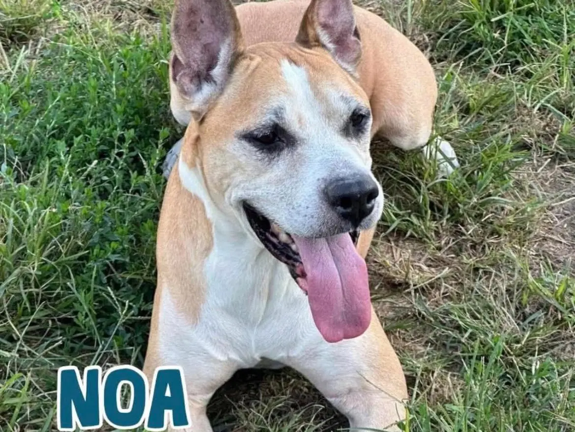 Adozione cane, maschio, Amstaff Razza sconosciuta, 11 anni, taglia media, Milano