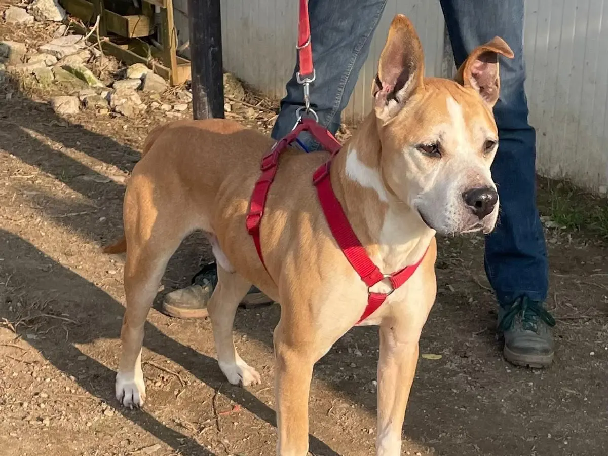 Adotta un cane, maschio, 11 anni, Milano