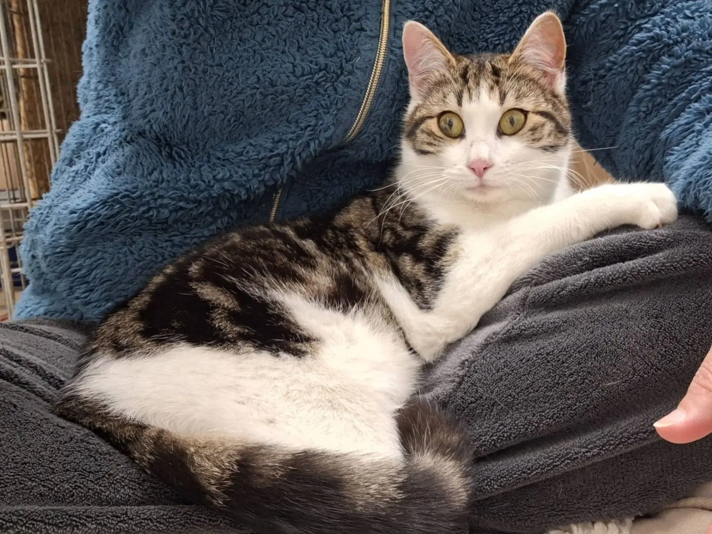 Adozione gatto, maschio, Razza sconosciuta Razza sconosciuta, 1 anno, taglia non valida, Bologna