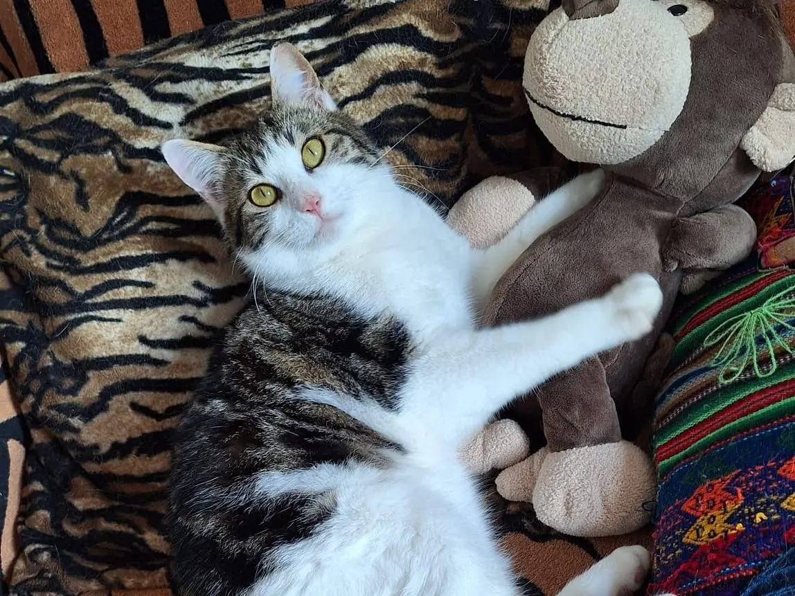 Adotta il gatto Rum a Bologna