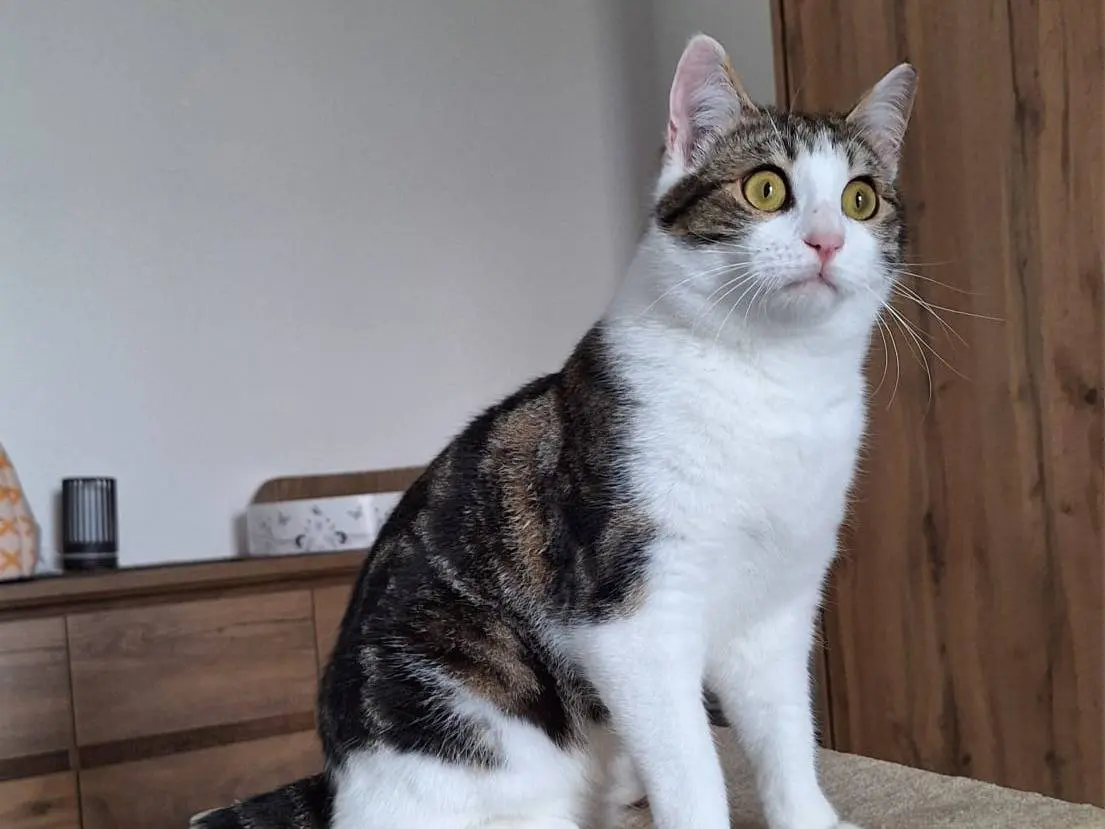 Adotta un gatto, maschio, 1 anno, Bologna