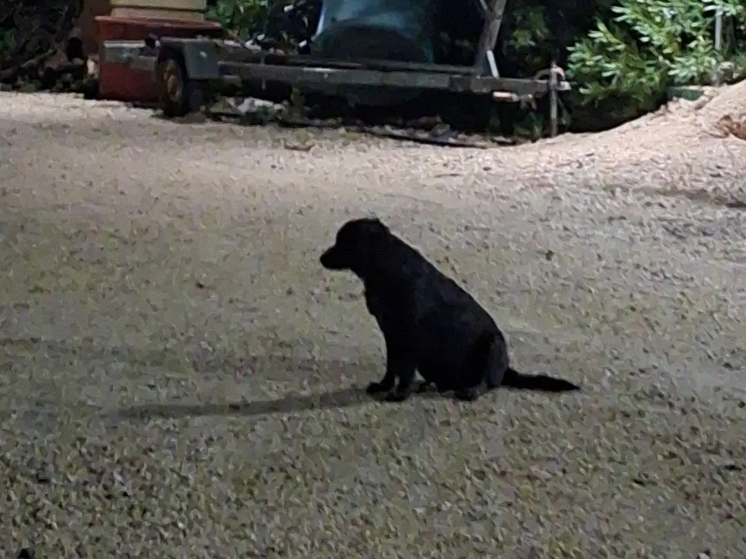 Adotta un cane, taglia media, femmina, Matera