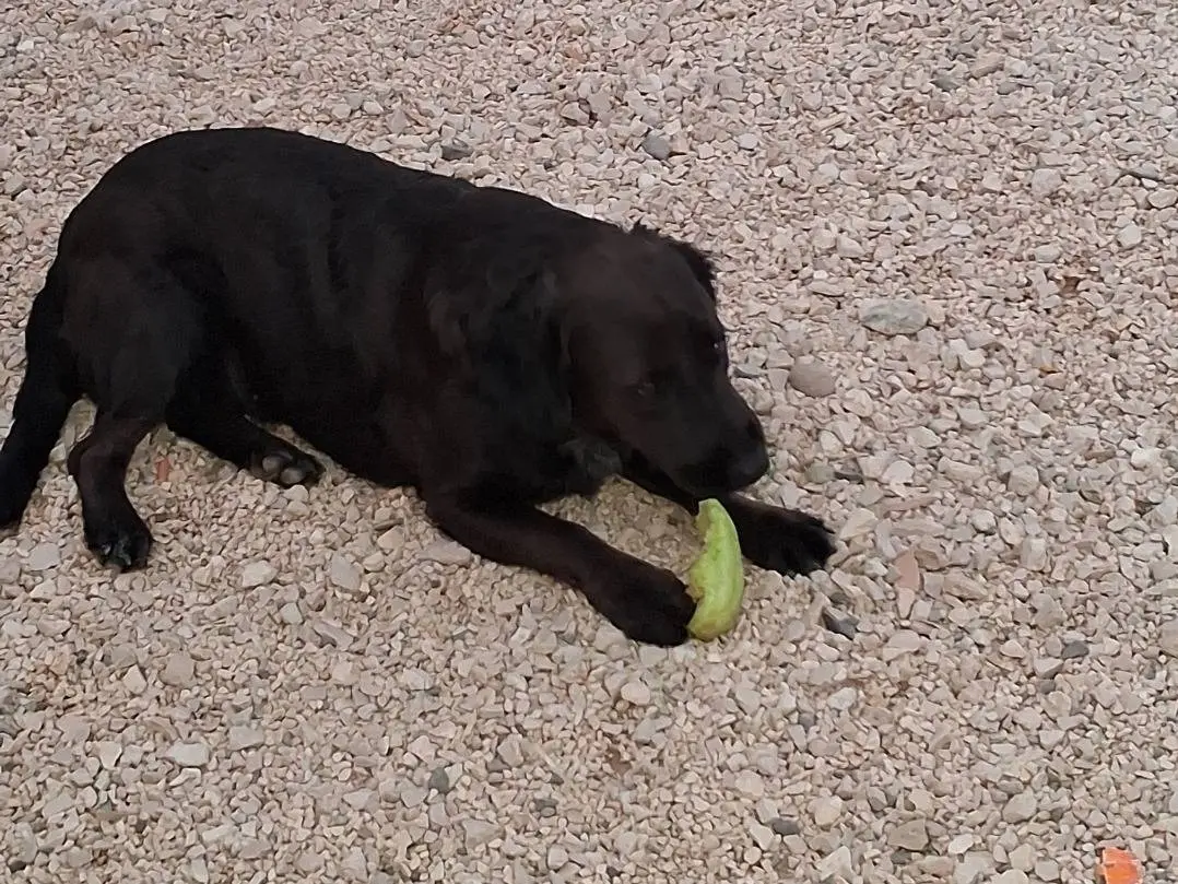 Adotta un cane, femmina, 2 anni e 6 mesi, Matera