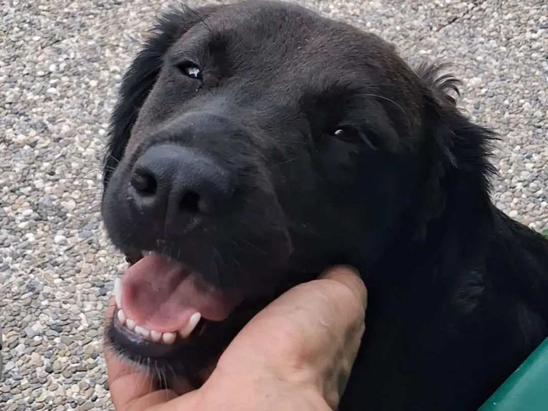 Adozione cane, femmina, Razza sconosciuta Razza sconosciuta, 2 anni e 6 mesi, taglia media, Matera