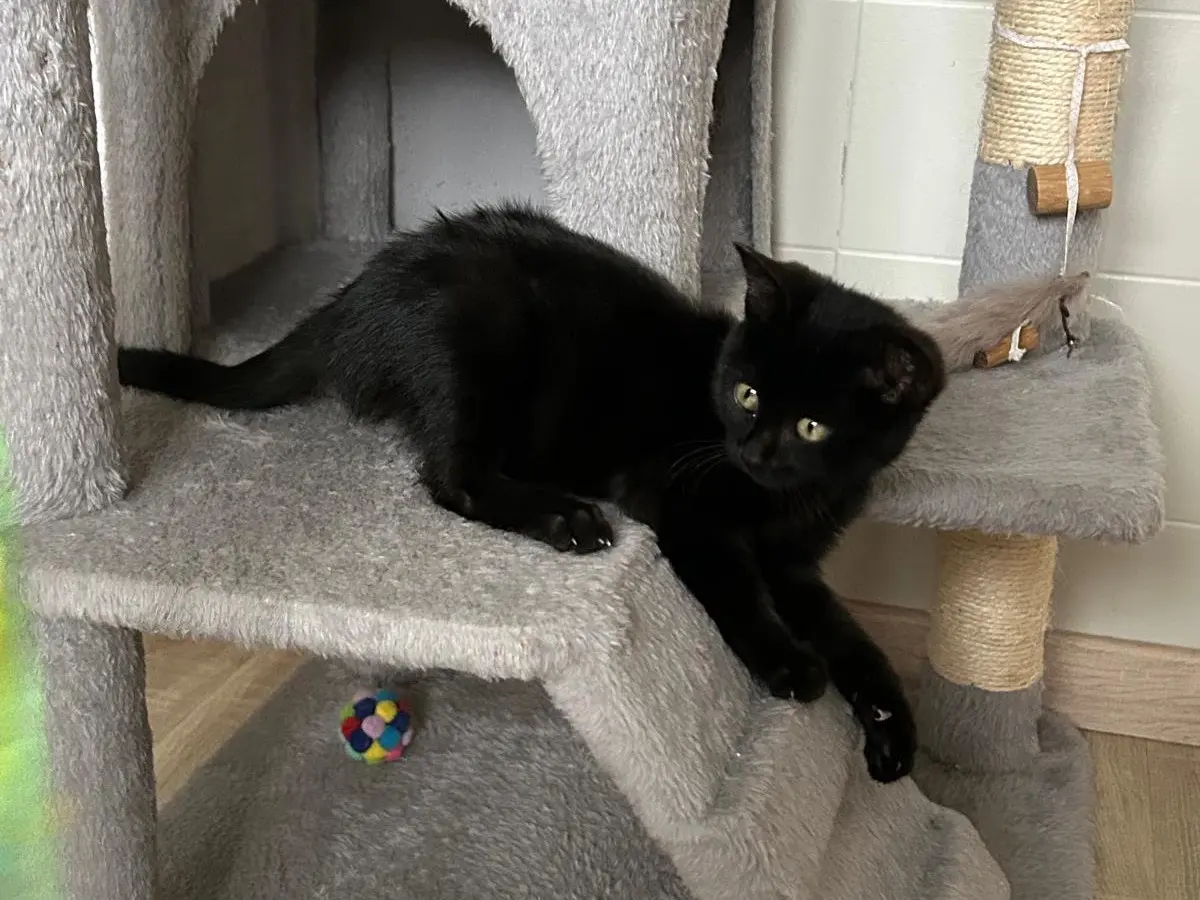 Adozione gatto, femmina, Razza sconosciuta Razza sconosciuta, 2 mesi, taglia non valida, Bergamo