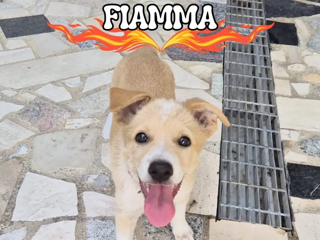 Adozione cane, femmina, Razza sconosciuta Razza sconosciuta, 6 mesi, taglia media, Crotone