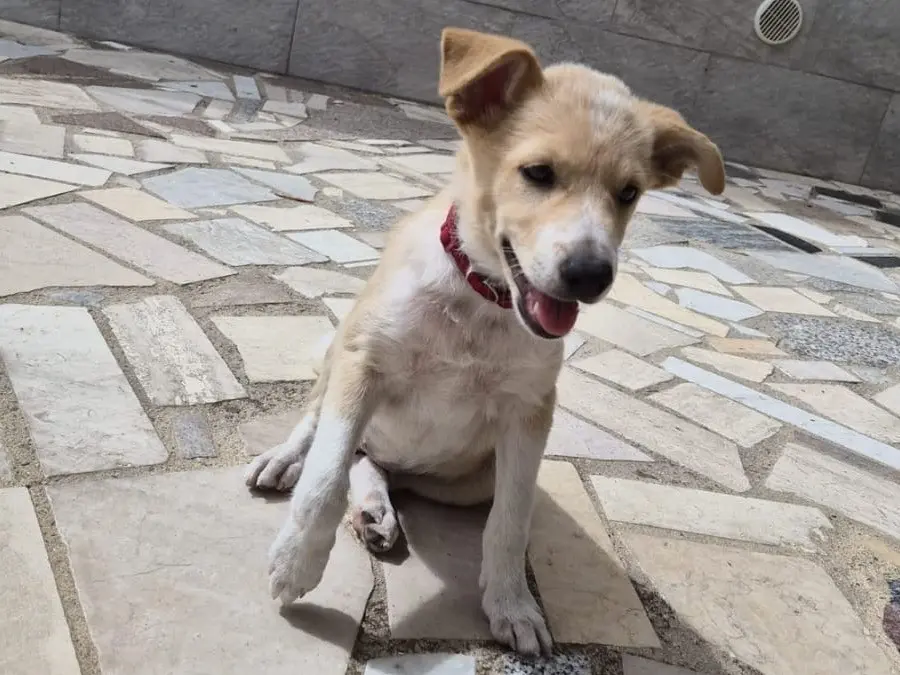 Adotta un cane, femmina, 6 mesi, Crotone