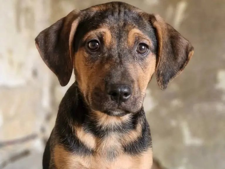 Adozione cane, maschio, Razza sconosciuta Razza sconosciuta, 7 mesi, taglia media, Avellino
