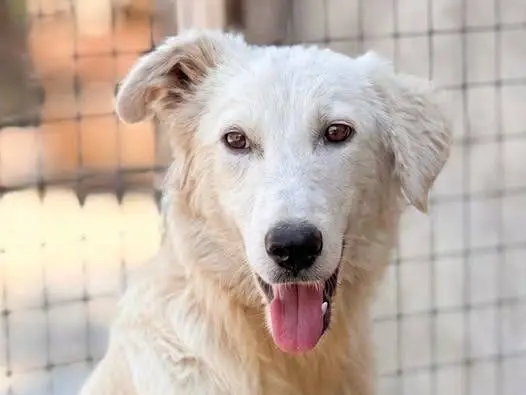 Adozione cane, maschio, Pastore maremmano Razza sconosciuta, 8 mesi, taglia grande, Crotone