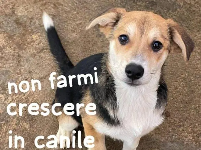 Foto 1 dell'animale