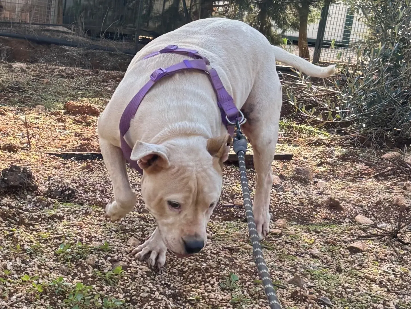 Vuoi adottare un cane a Taranto?