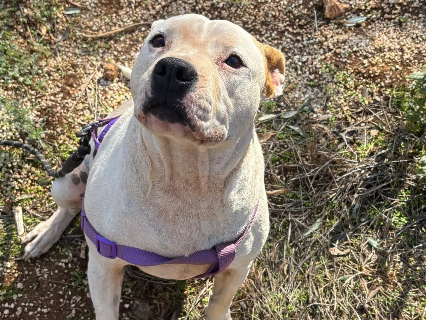 Adozione cane, femmina, Staffordshire Bull terrier Razza sconosciuta, 7 anni e 1 mese, taglia media, Taranto