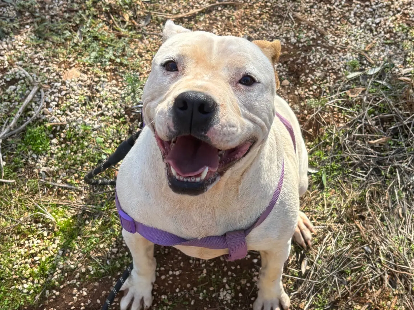 Adotta un cane, femmina, 7 anni e 1 mese, Taranto