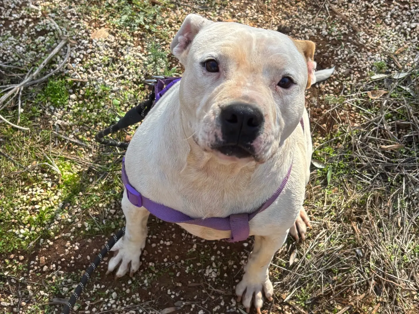 Adotta un cane, taglia media, femmina, Taranto