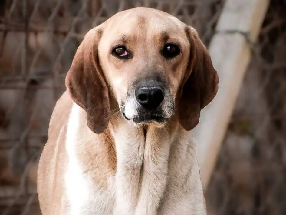 Adozione cane, maschio, Segugio Razza sconosciuta, 5 anni e 2 mesi, taglia grande, Crotone