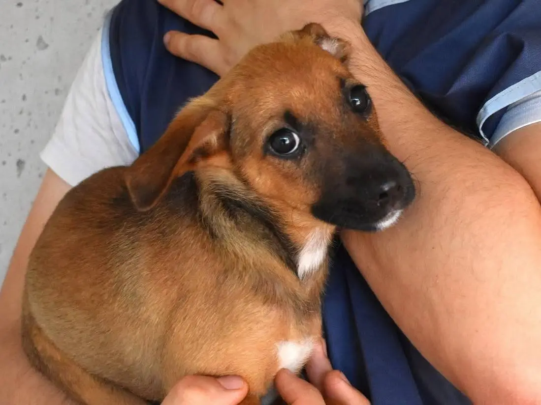 Adozione cane, femmina, Razza sconosciuta Razza sconosciuta, 6 mesi, taglia media, Roma