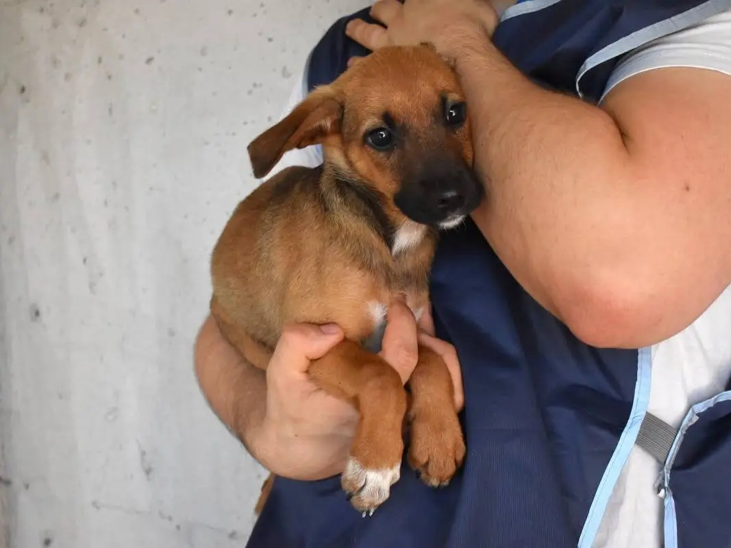 Adotta un cane, femmina, 6 mesi, Roma