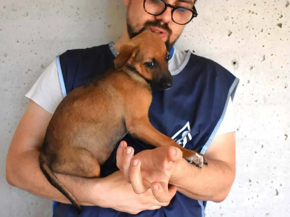 Vuoi adottare un cane a Roma?