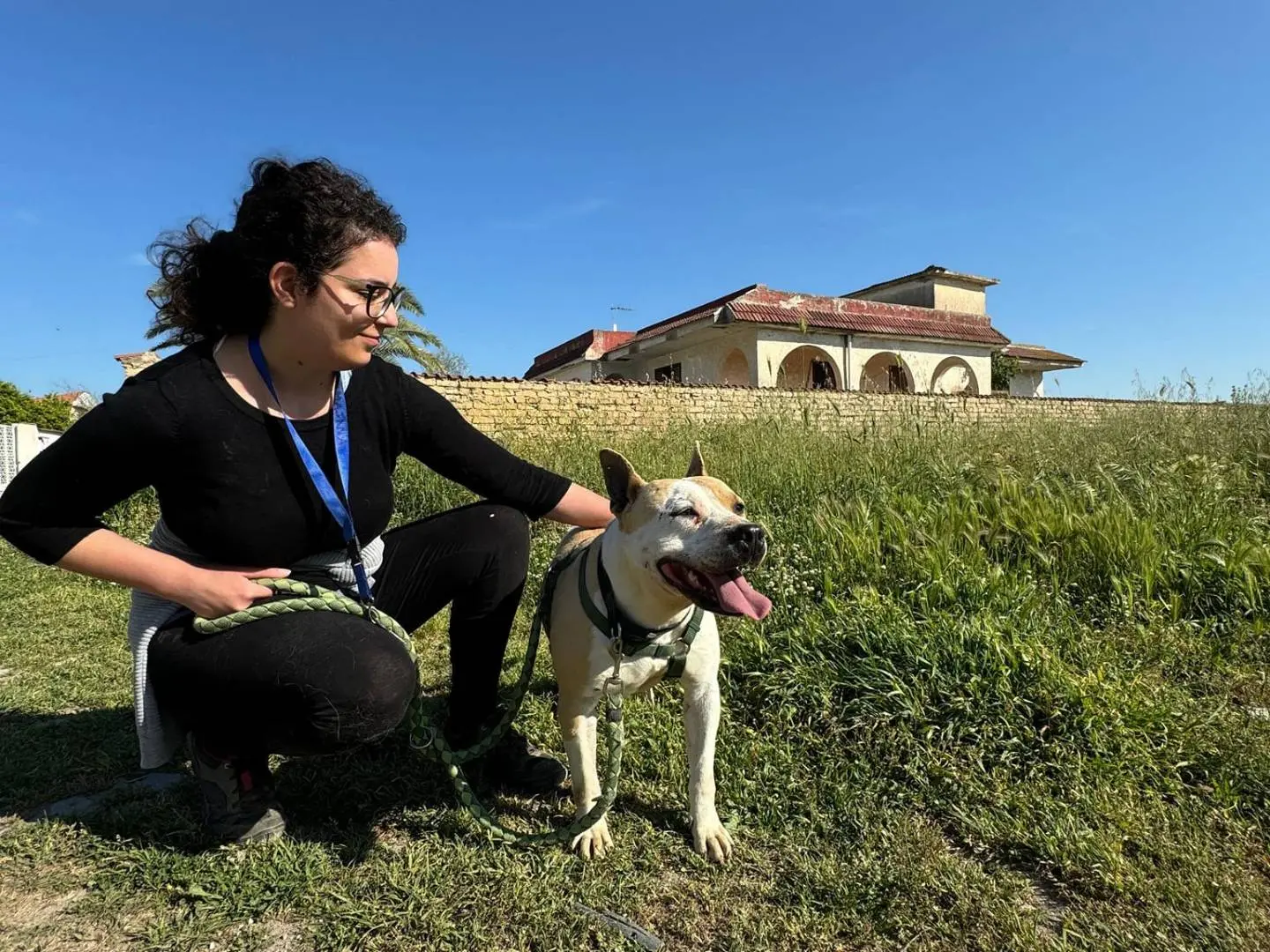Adotta un cane, taglia media, femmina, Caserta