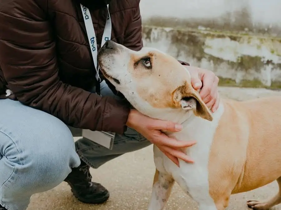 Adotta un cane, femmina, 10 anni e 11 mesi, Caserta
