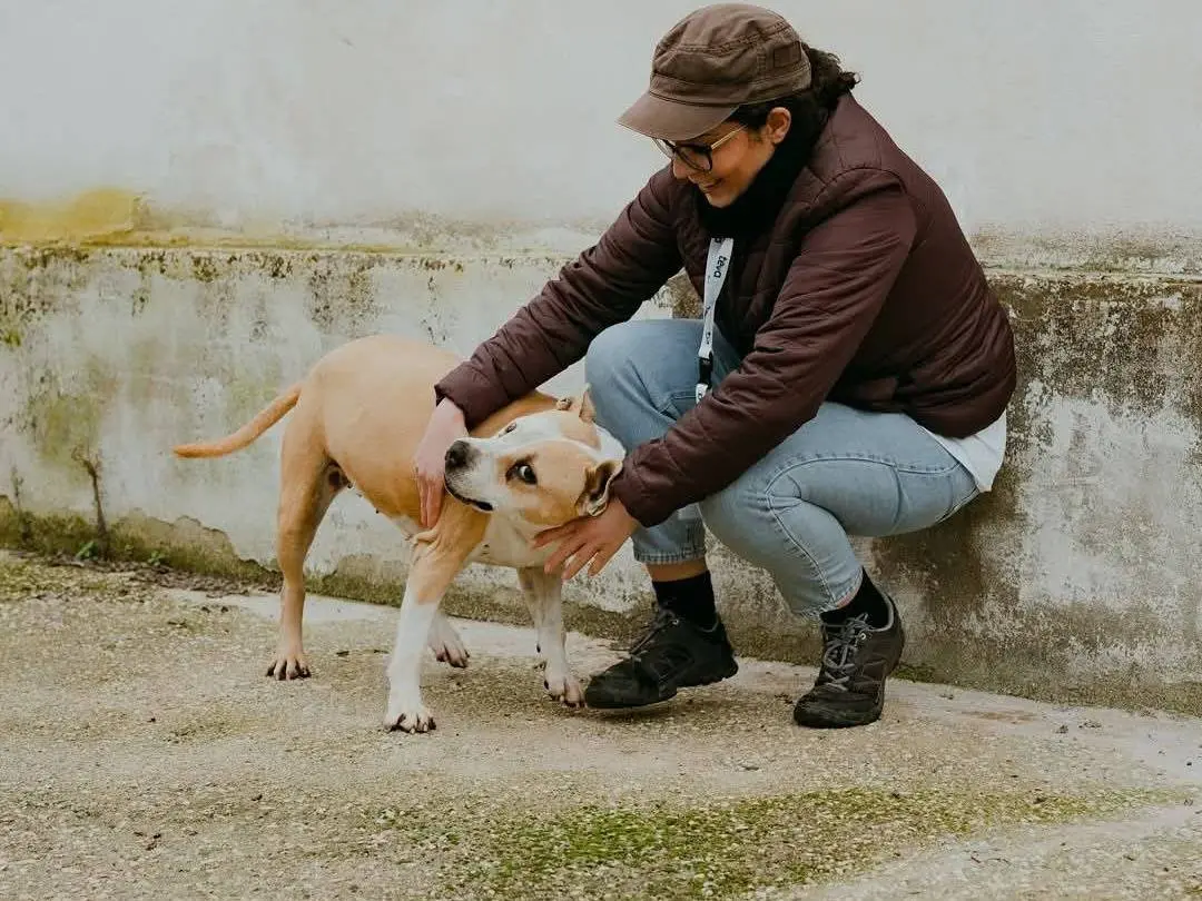 Vuoi adottare un cane a Caserta?