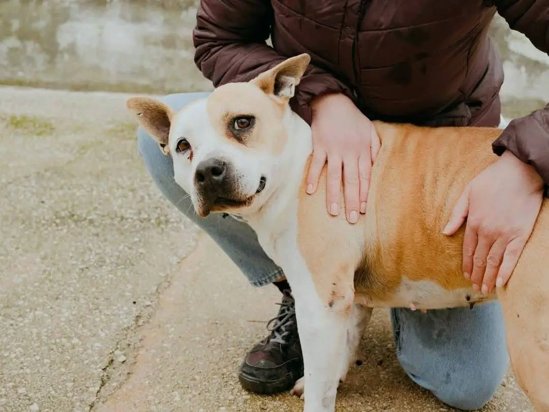 Adotta il cane LEXYA a Caserta