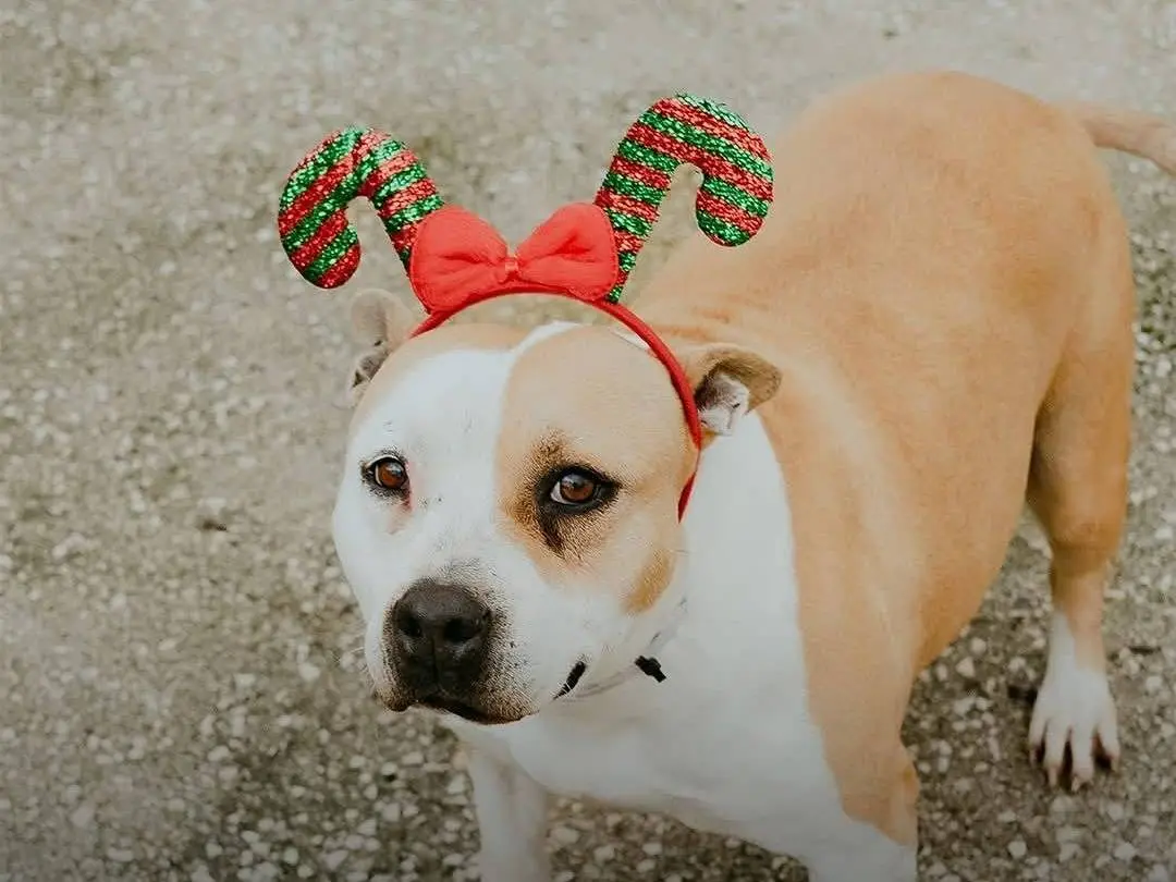 Adozione cane, femmina, Pitbull Razza sconosciuta, 10 anni e 11 mesi, taglia media, Caserta