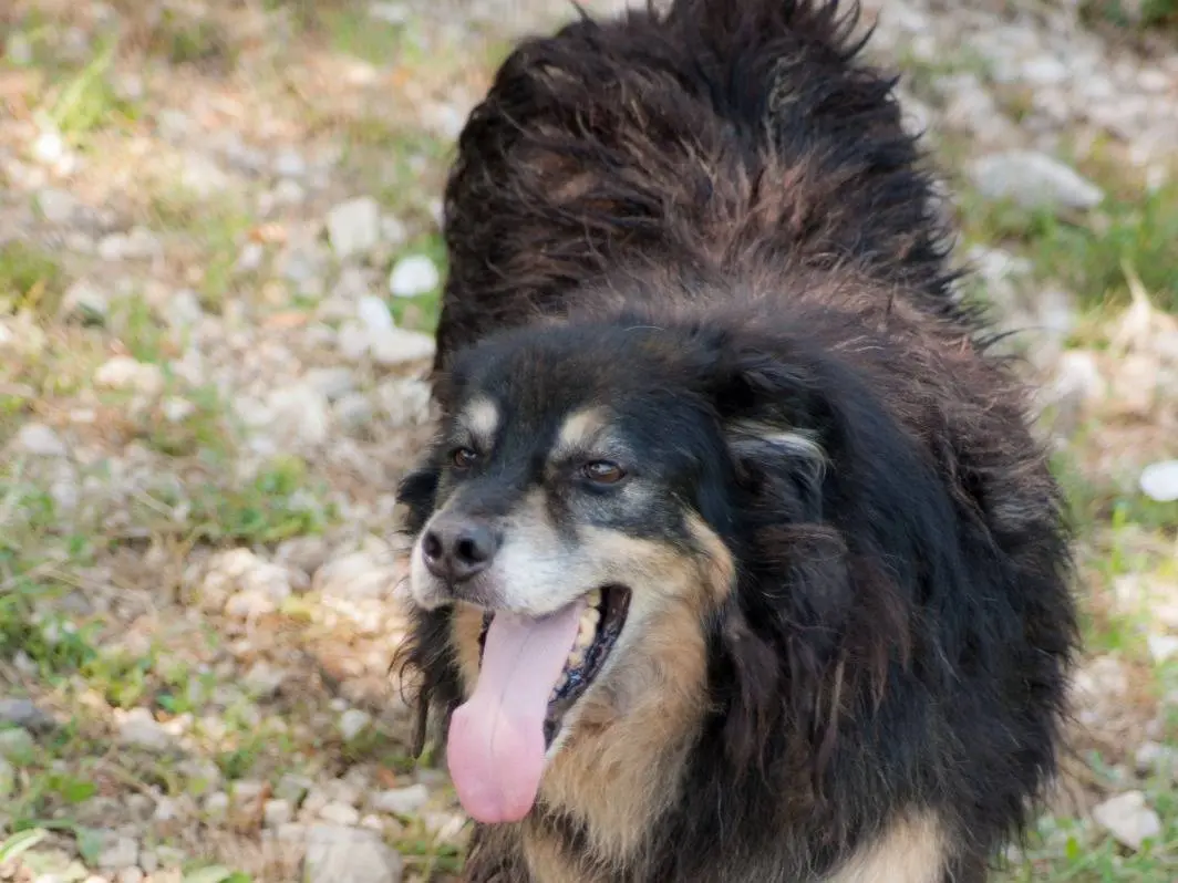 Adotta un cane, maschio, 9 anni e 6 mesi, Frosinone