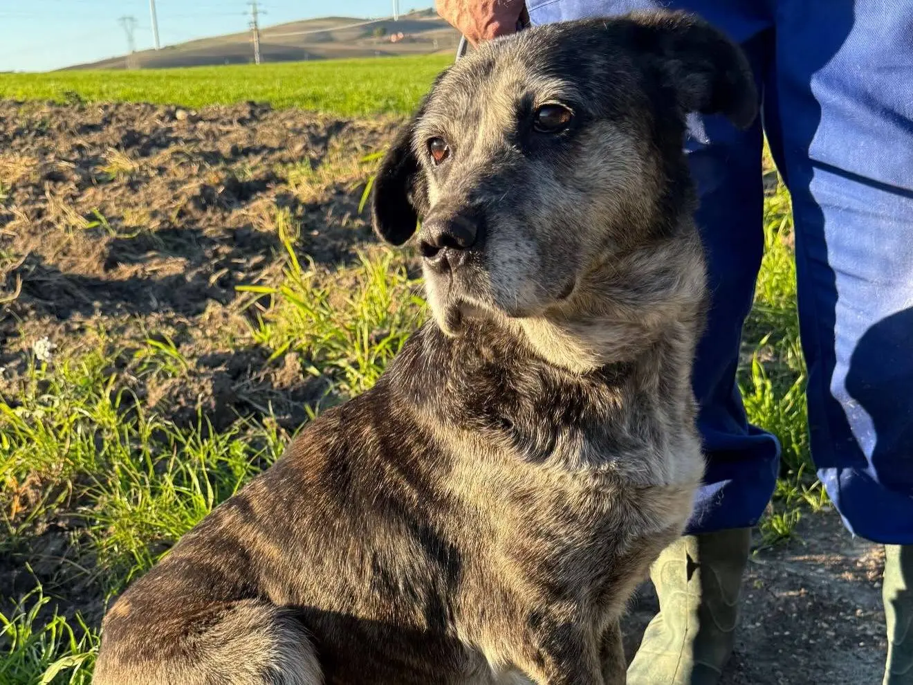 Adotta un cane, femmina, 10 anni e 11 mesi, Matera