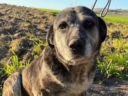 Adozione cane, femmina, Corso Razza sconosciuta, 10 anni e 11 mesi, taglia media, Matera