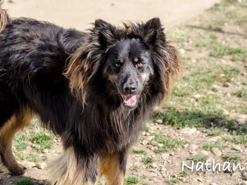 Adozione cane, maschio, meticcio, 10 anni e 9 mesi, taglia media, Verona
